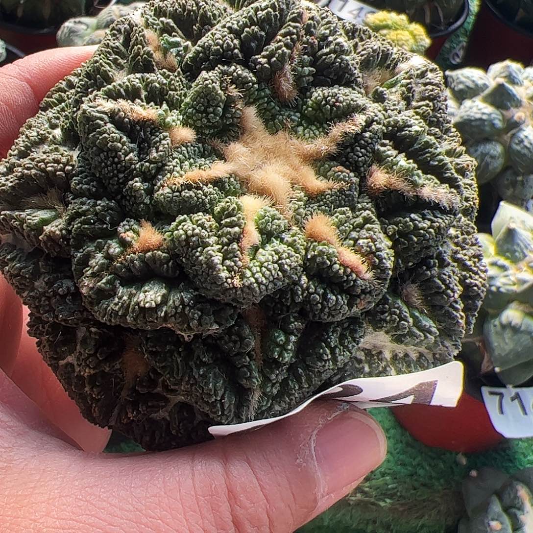 我***侠无花朵福利大尤龟甲牡丹224