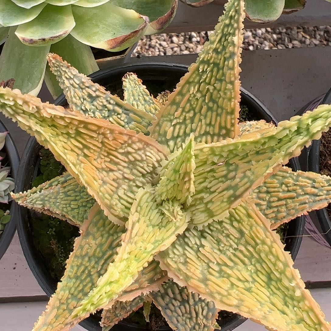 满38包邮芦荟多肉