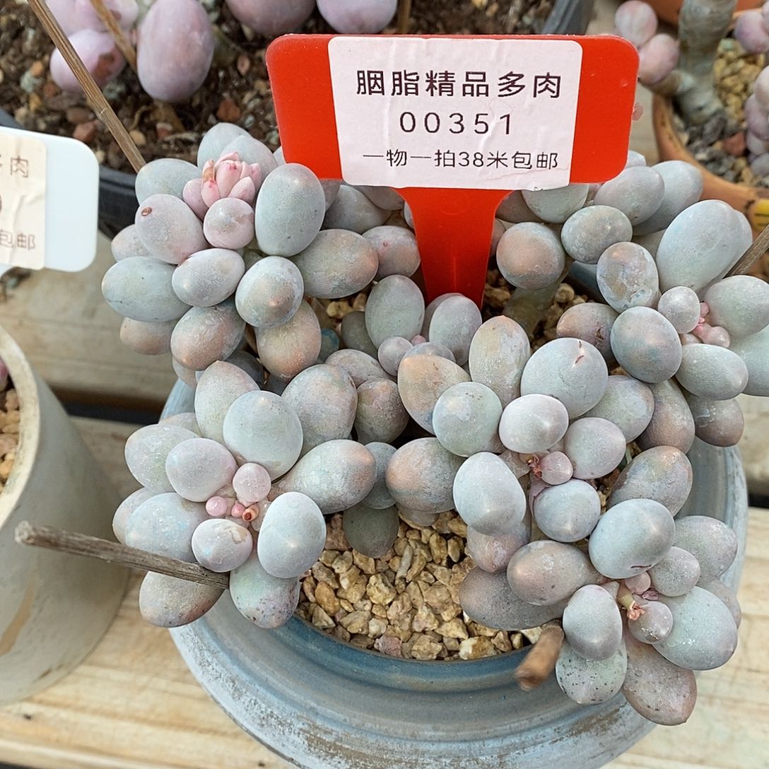 351余人烧烤咯图咯魔芋