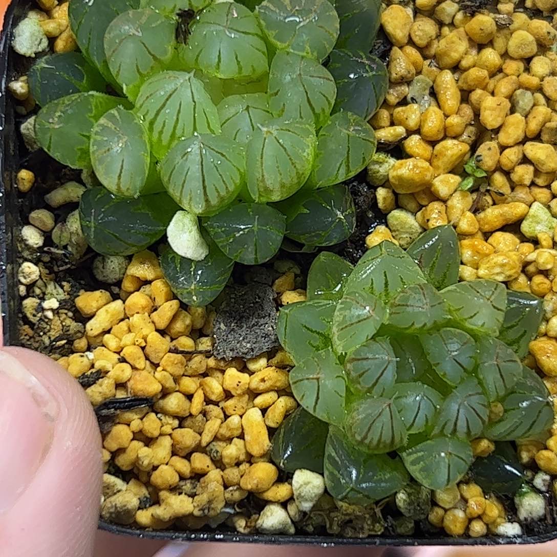 黑肌雨斑锦十二卷多肉植物