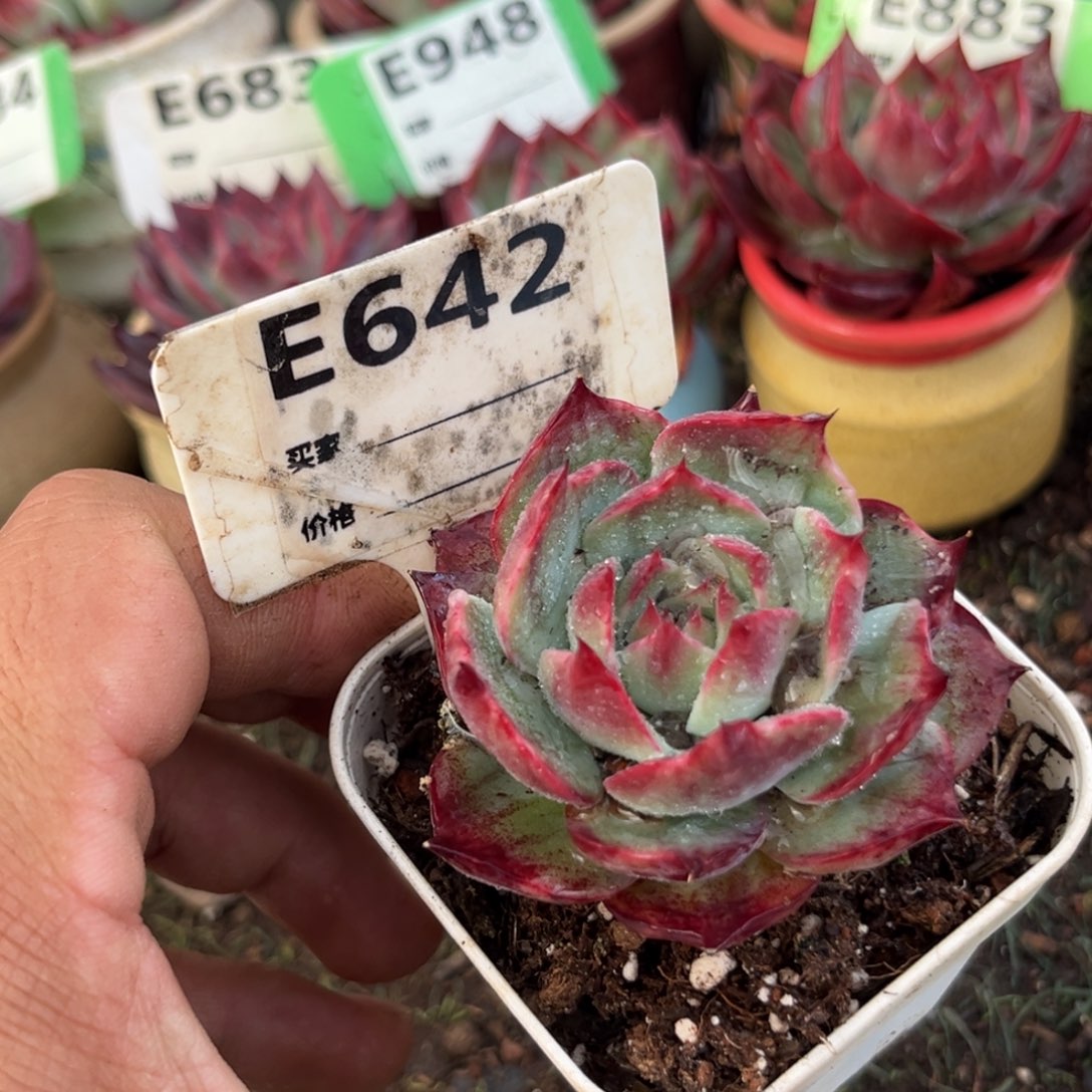 惊鸿一瞥642号多肉