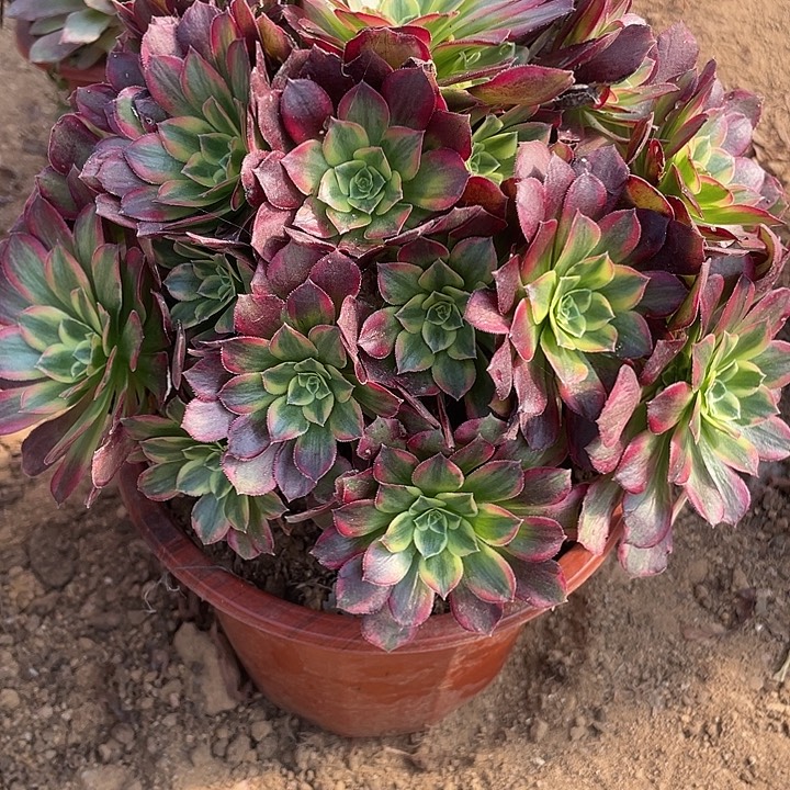 无花朵291安娜对肉植物