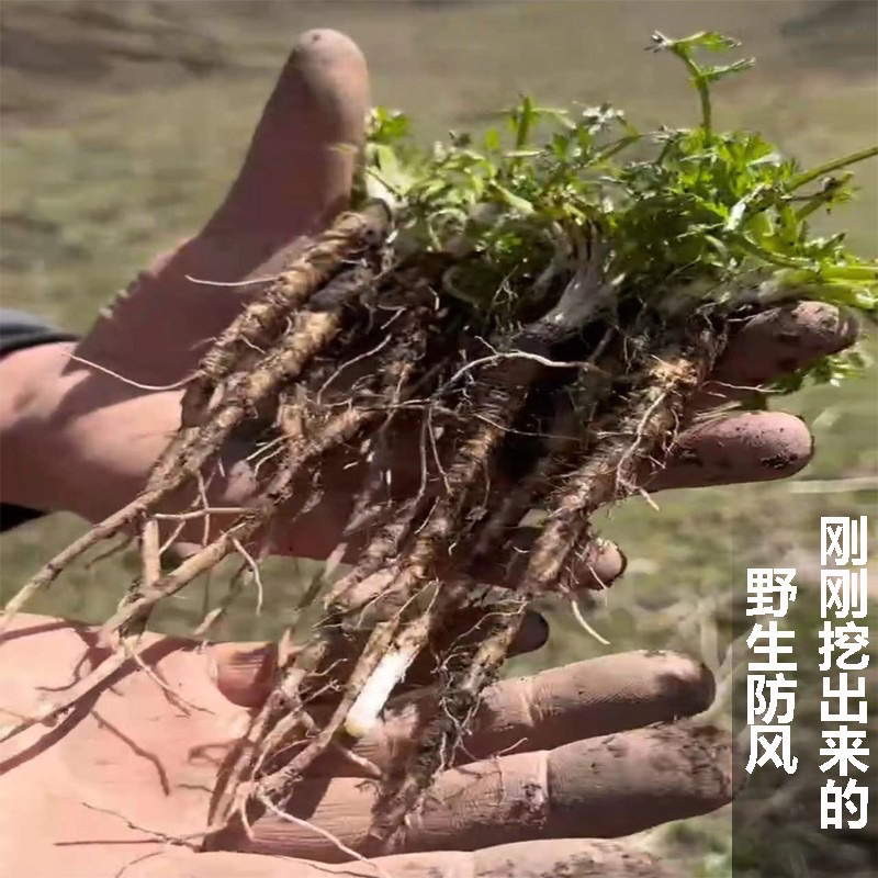 甘肃野生防风无硫新货500克包邮