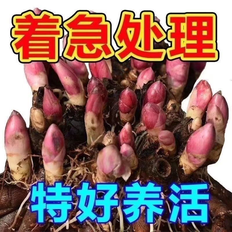 正宗重瓣芍药花根块大花浓香四季观赏耐寒室内外庭院盆栽地栽植物