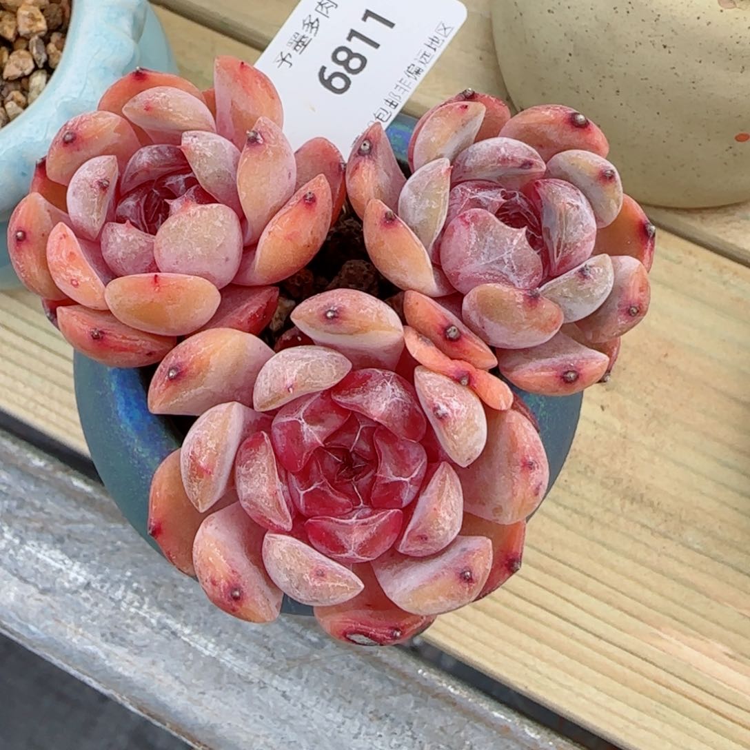 红恋，6811多肉植物