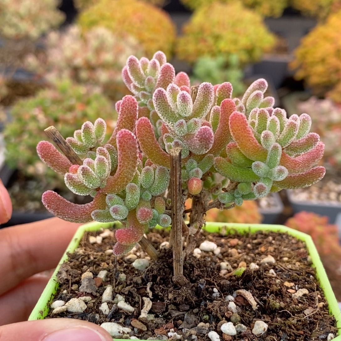 笑***糊436冰晶 。          