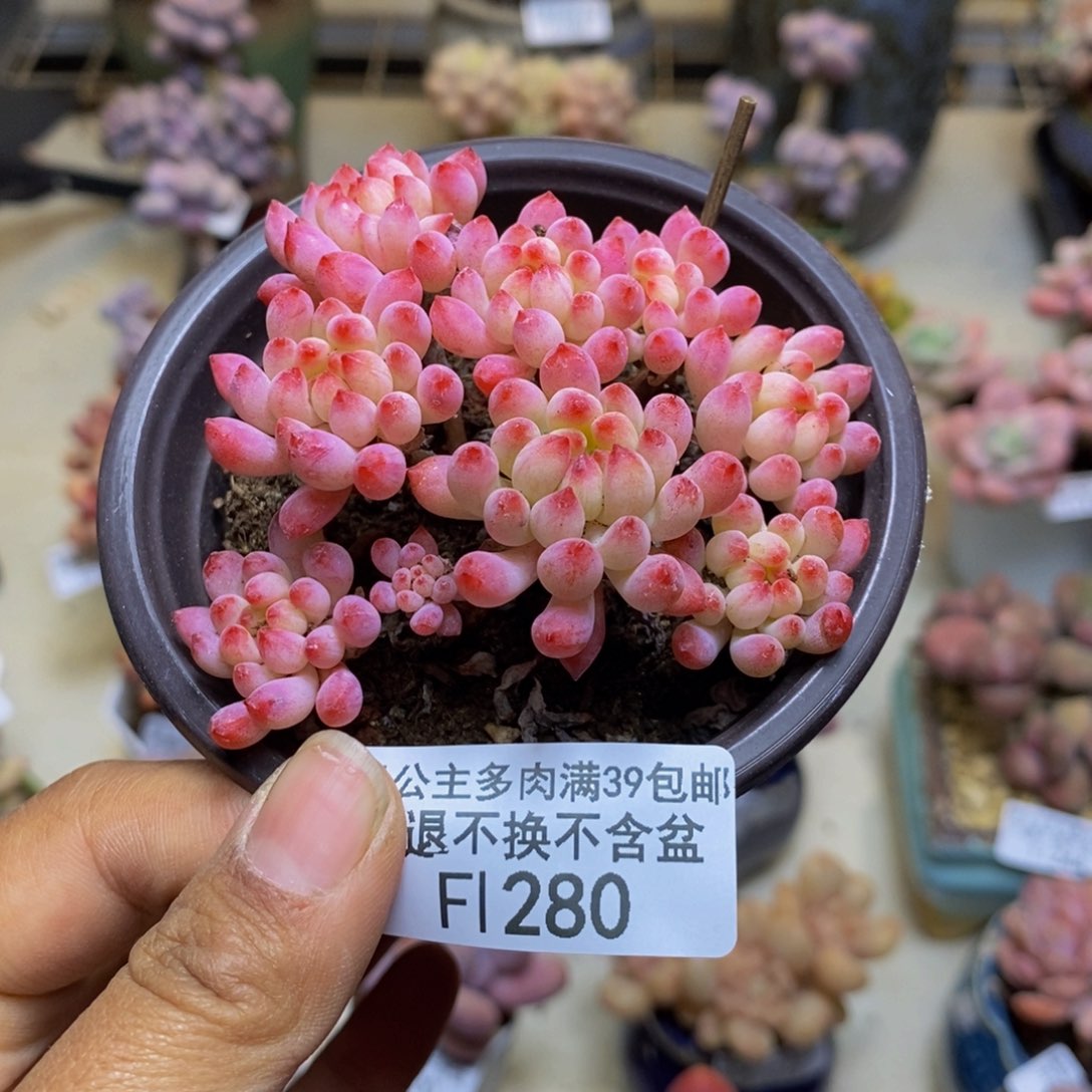 280烟花多肉不包整