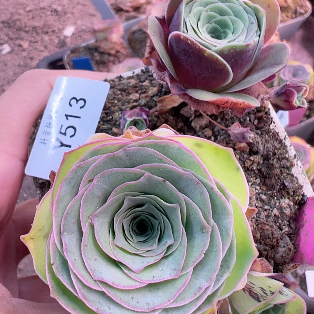 杨513 捡漏福利2颗