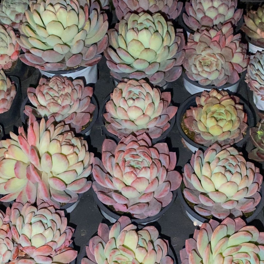 854的人生态度是一种