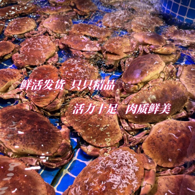 鲜活全母带膏面包蟹包鲜不包活介意勿拍