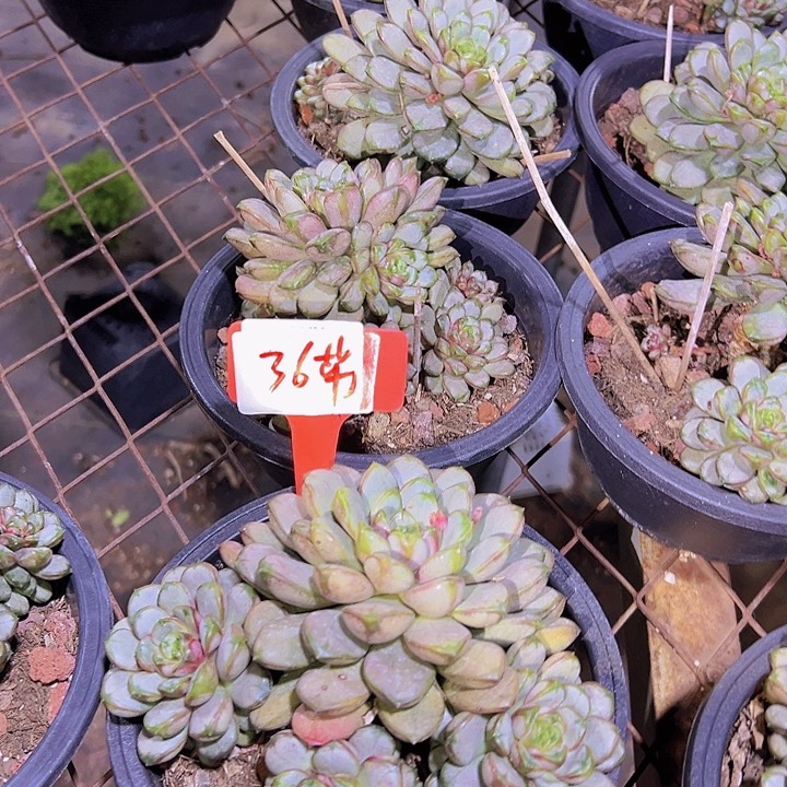 36葡萄带盆一个多肉