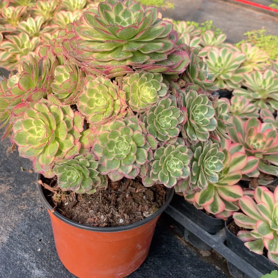 万圣节粉钻手捧老桩101