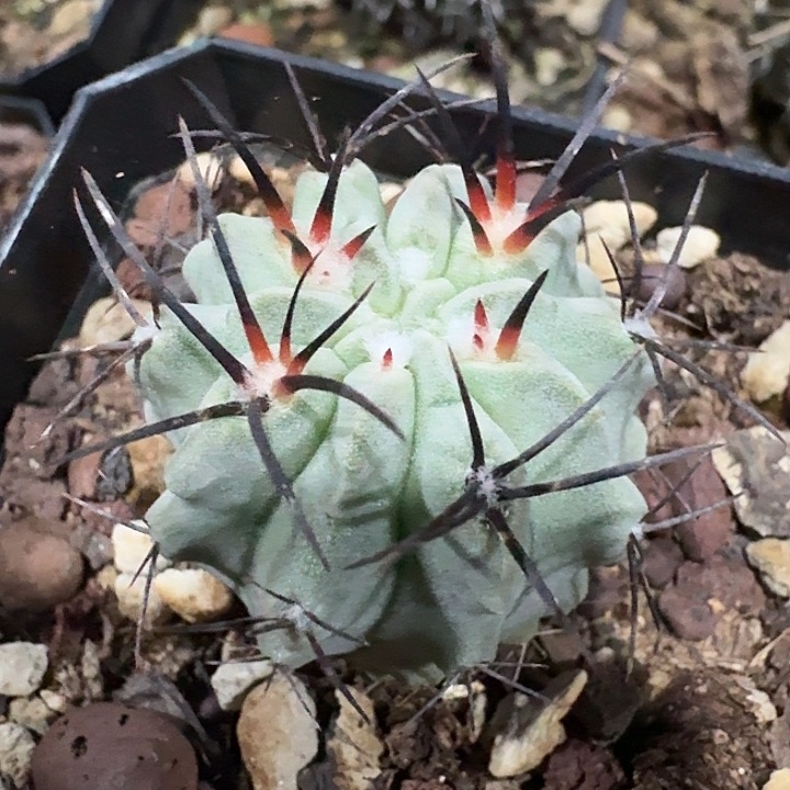 白肌素妆玉实生仙人球