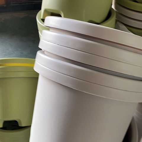 球根32灰白5个无托