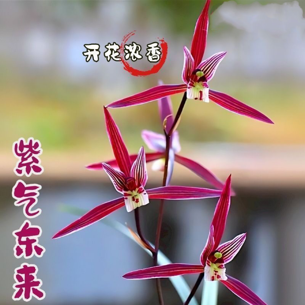 紫气东来 名贵高端兰花 浓香型好养护 花期久