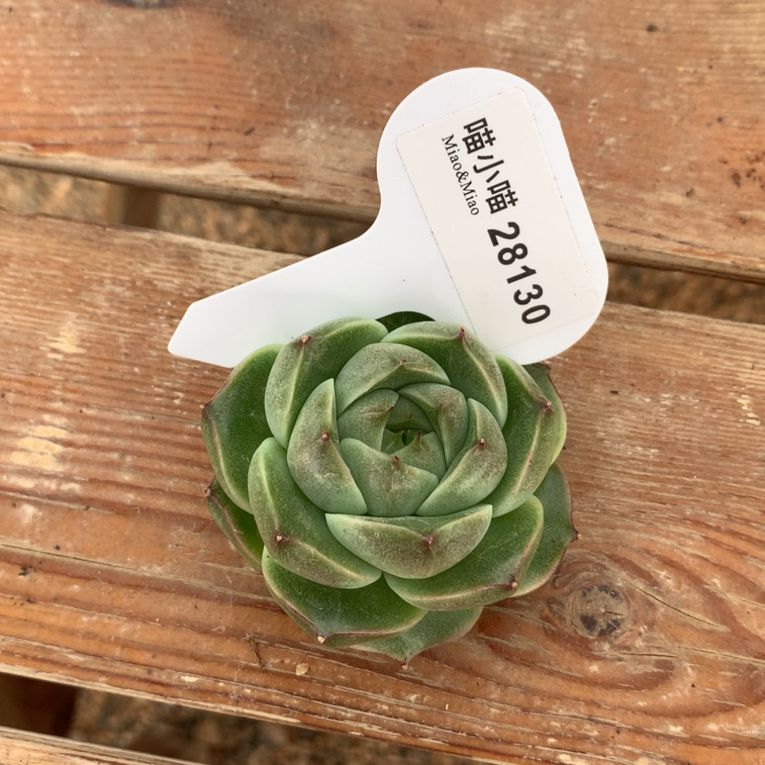 ?****?多肉植物麦秆珍妮