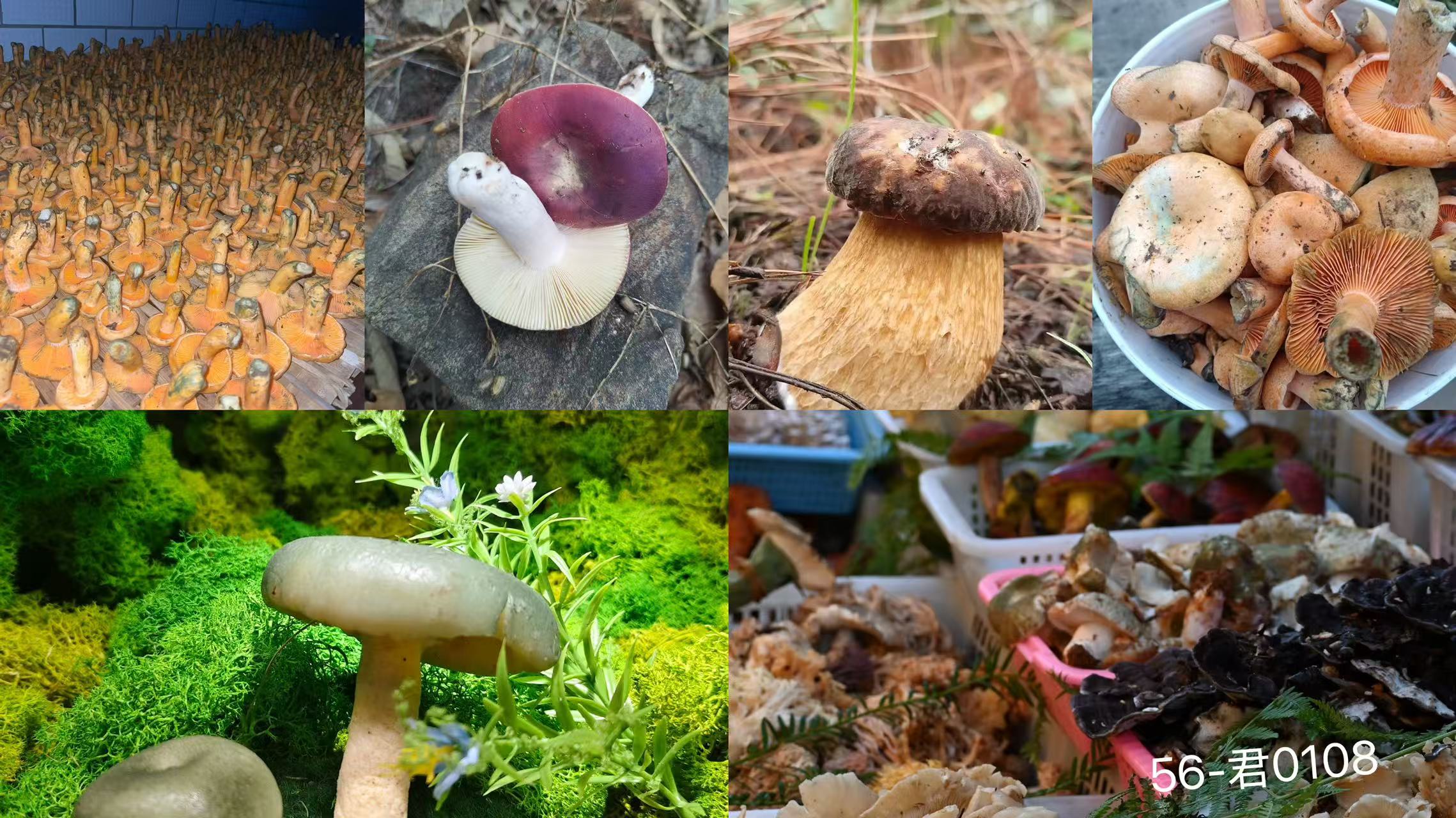 《56》来总专属土特产干羊肚菌1.8-君0108-51g