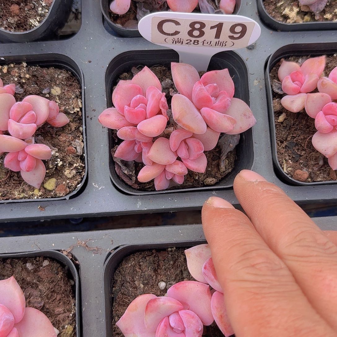 C819彩虹糖群一物一拍