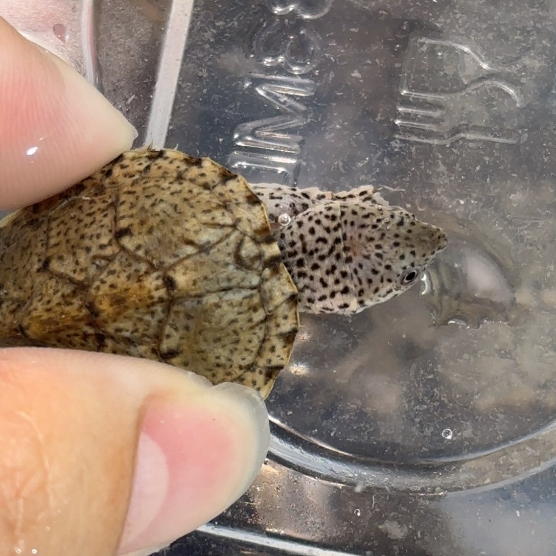 宠物龟不分公母红领巾粗满文黑刀