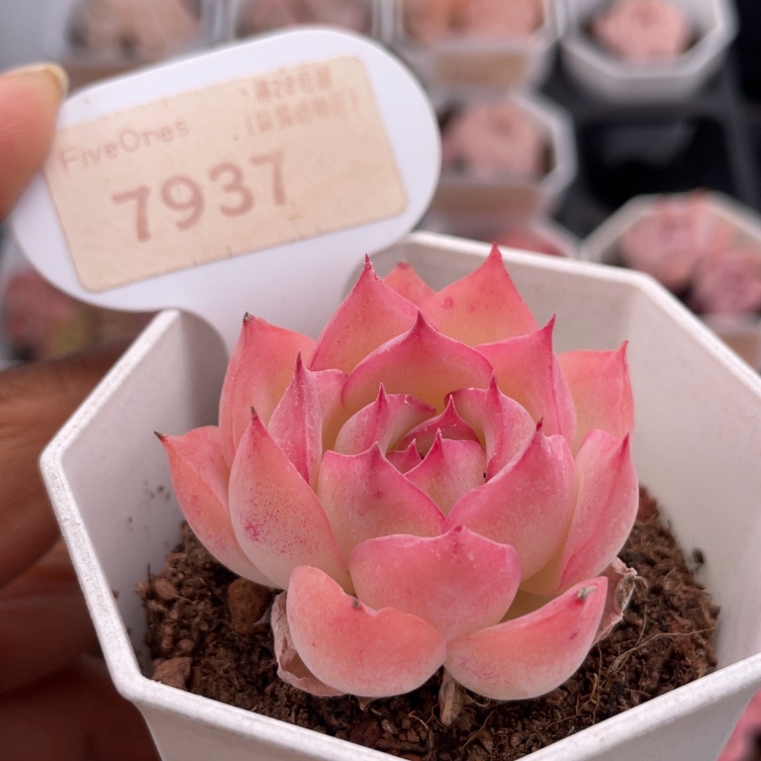 侧影7937-4.0厘米