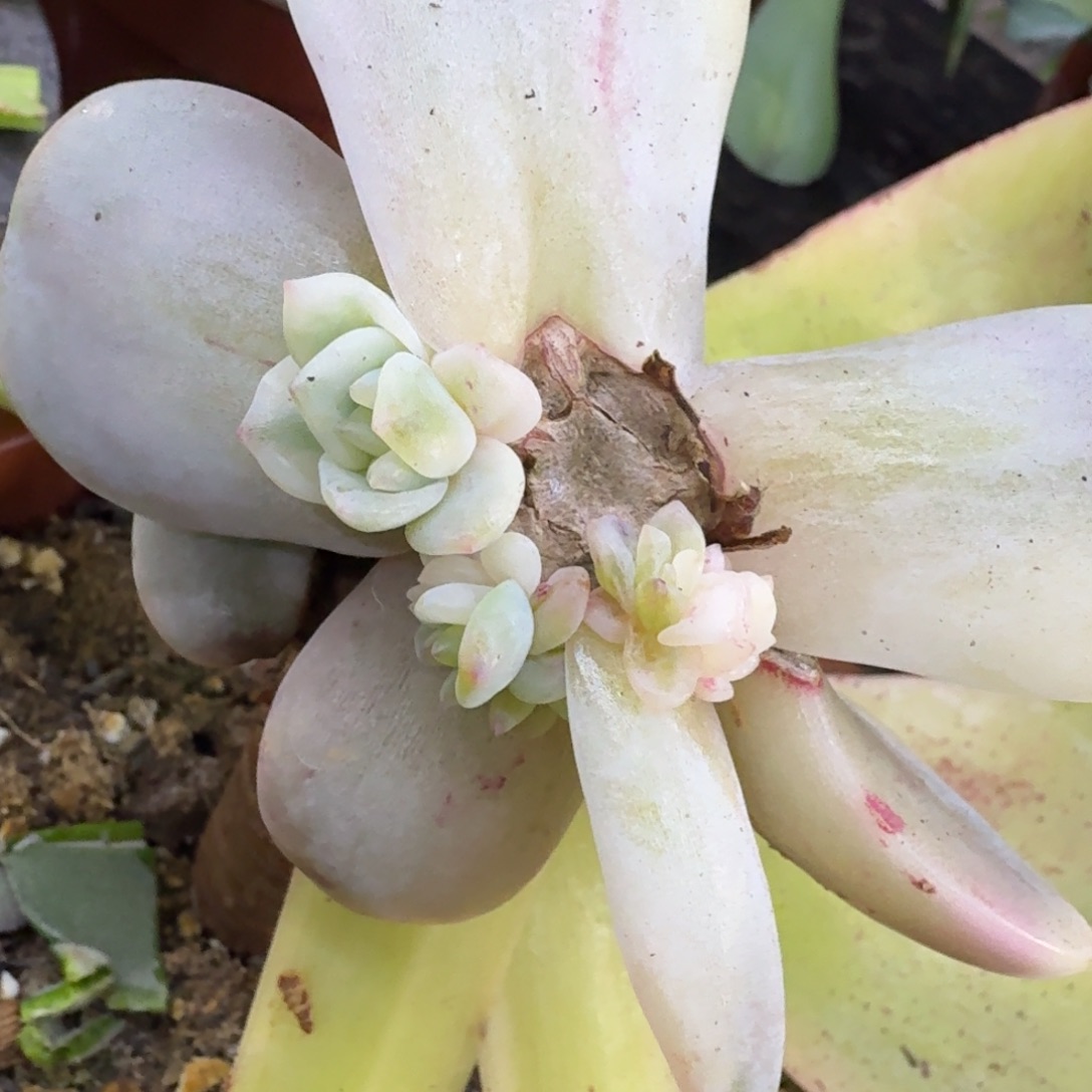 暗夜香槟锦腹轮锦底座