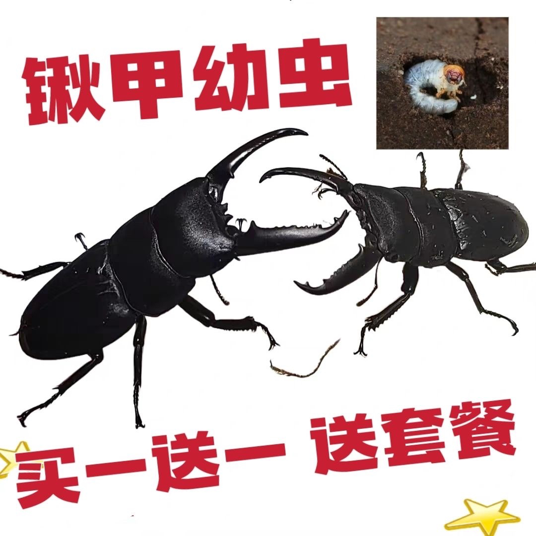 中大中扁锹甲幼虫甲虫幼虫萌宠好养易活送套餐到家直接养