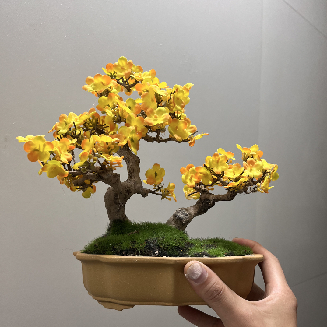 枯木逢春  迎春花