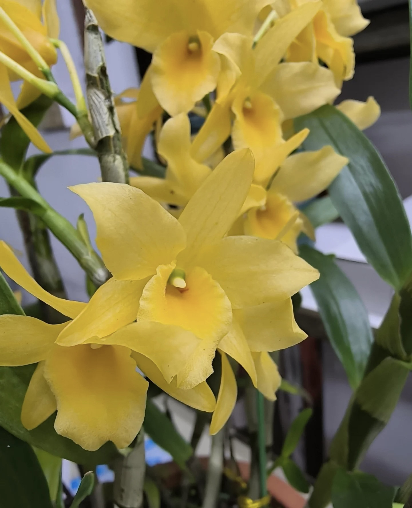 黄色糖果春石斛 （青苗）盆栽好养花期长室内阳台  云南鲜花绿植