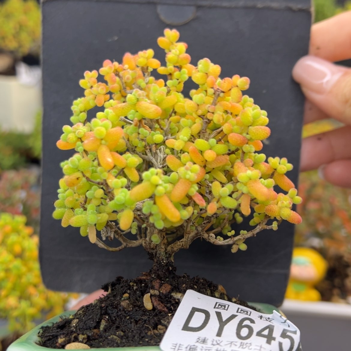【闪购商品】用****3dy6456金桔糖球冠幅7.5cm
