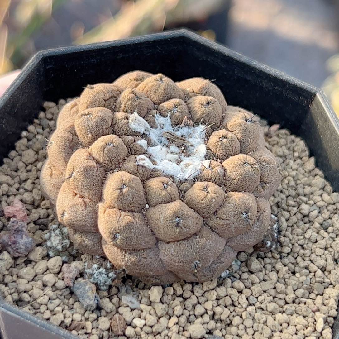 实生 蜥蜴皮仙人球 