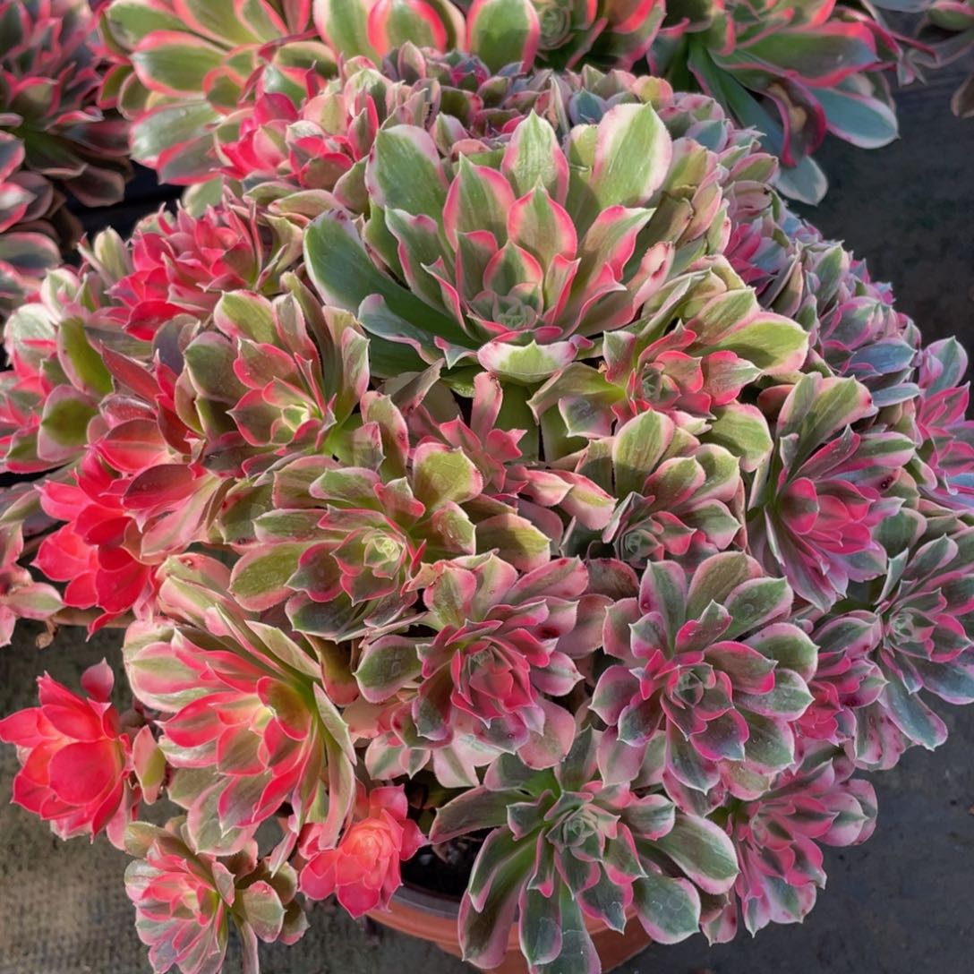 631男神大捧花精品法师老桩