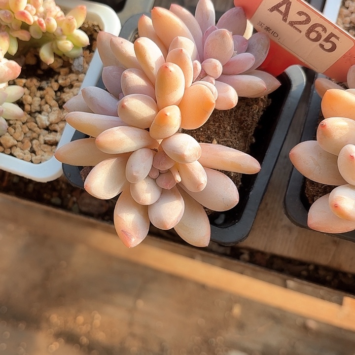 有**人x j c x cv g d g h h y 265