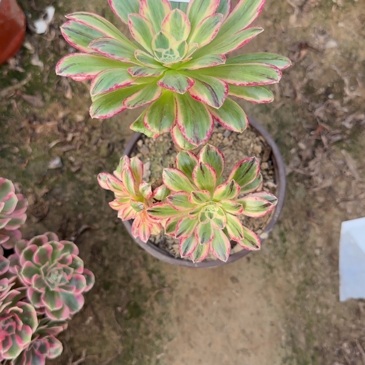 8310V锦多肉植物的人