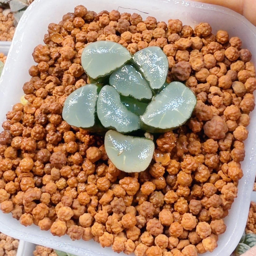 亿***然无花朵十二卷紫镜