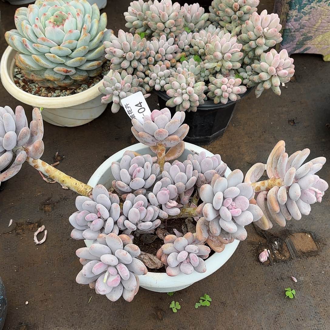 同温层多肉桃美人04