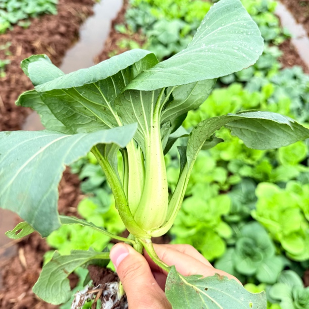 衡阳矮条根白 | 露天新鲜现采清甜口感好