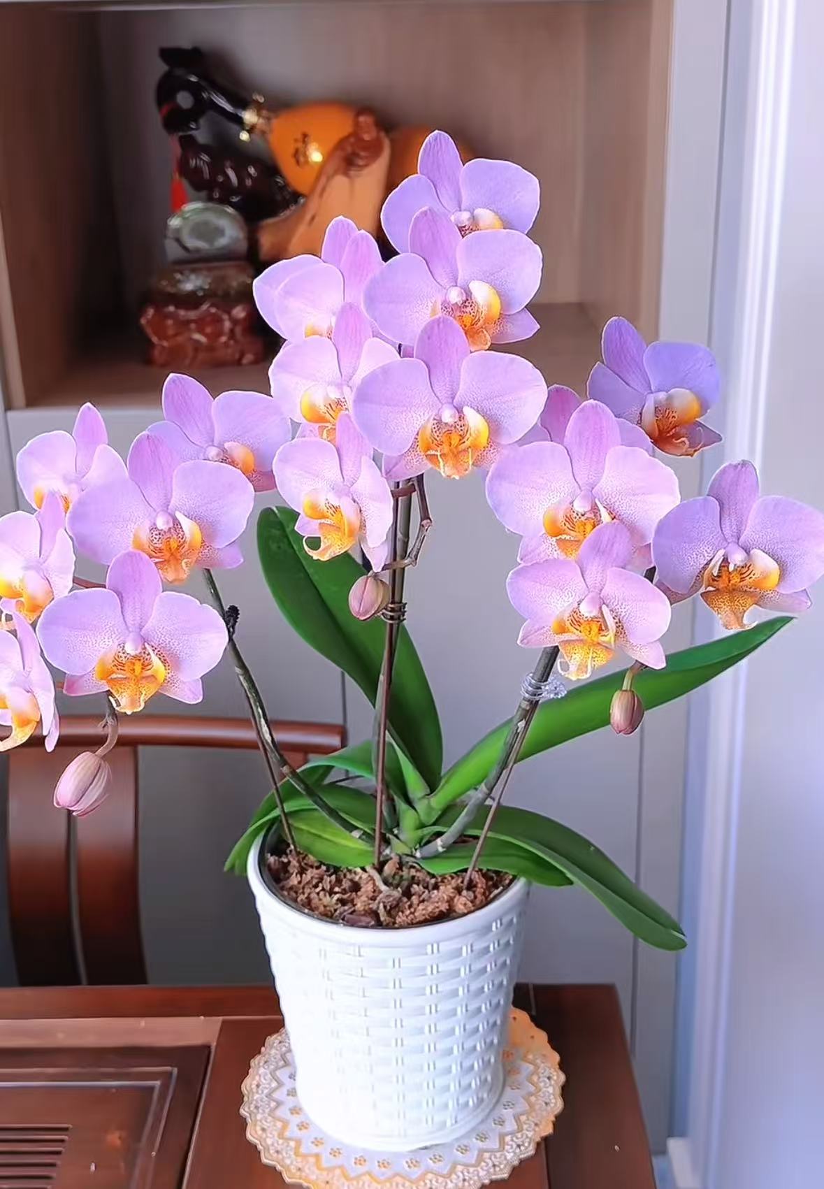 【博蒙特】植株高品質蝴蝶蘭基地直发种 植施肥观赏花卉