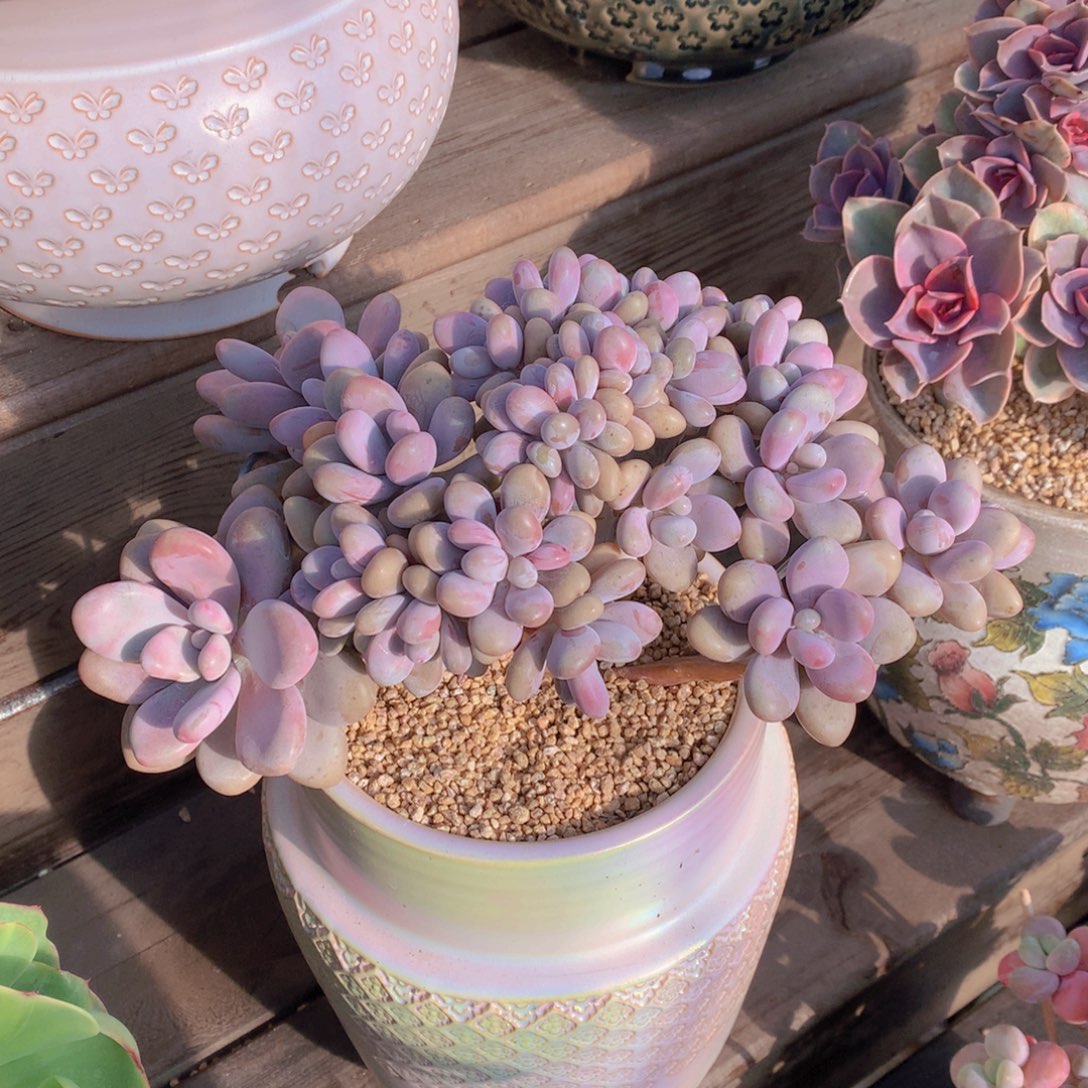 逸园精品多肉植物