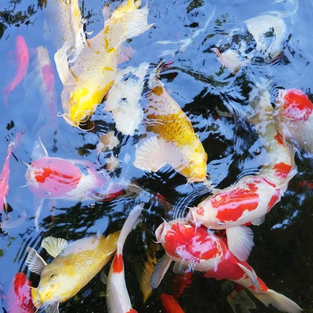 【今年新鱼】血统锦鲤德系介子红白纯三色15条观赏鱼活体冷水鱼包邮