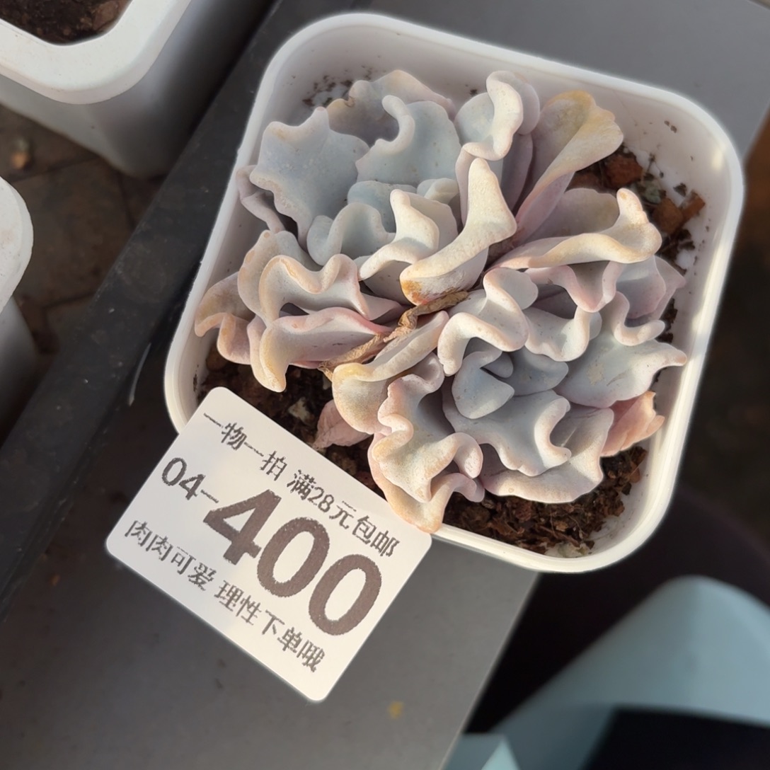 芭蕾舞者无盆土发货无盆