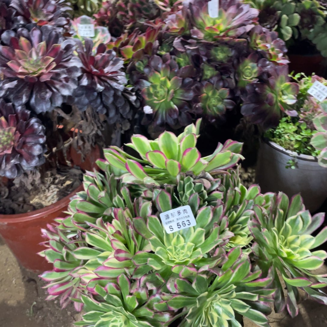 563天和多肉法师断枝不包