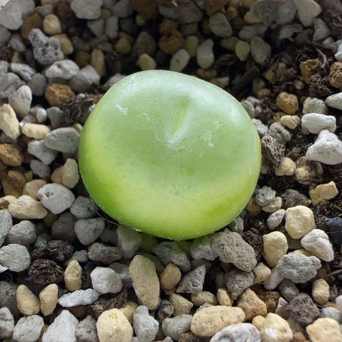 12-1-1-4当天满38包邮1.9cm拉登脱土