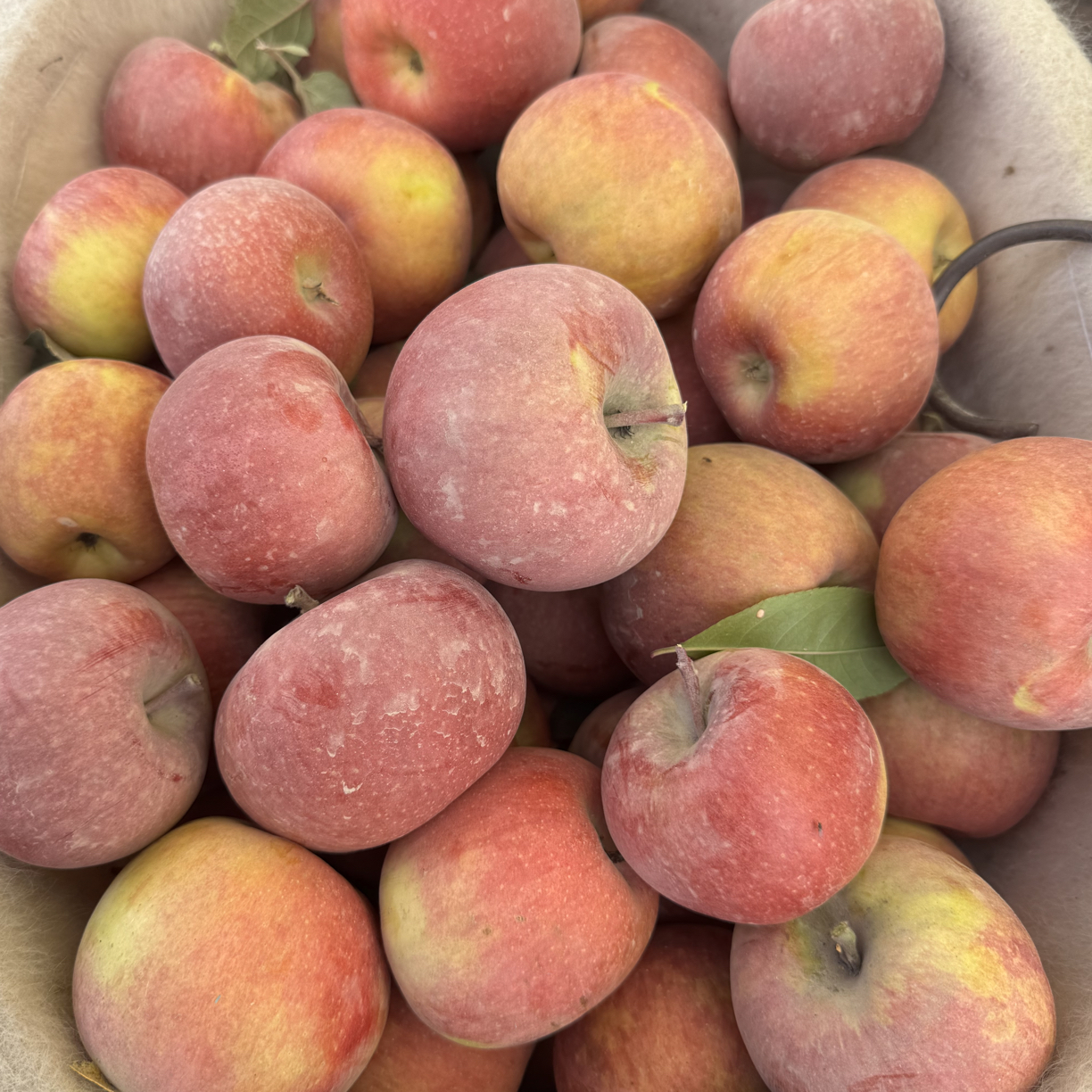 阿克苏红旗坡农场苹果，阿克苏发货时效5-7天净重4/5/8斤