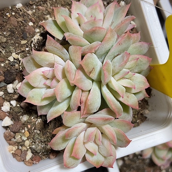 多肉植物玫瑰天使锦711