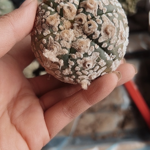 2518v兜仙人球嫁接的