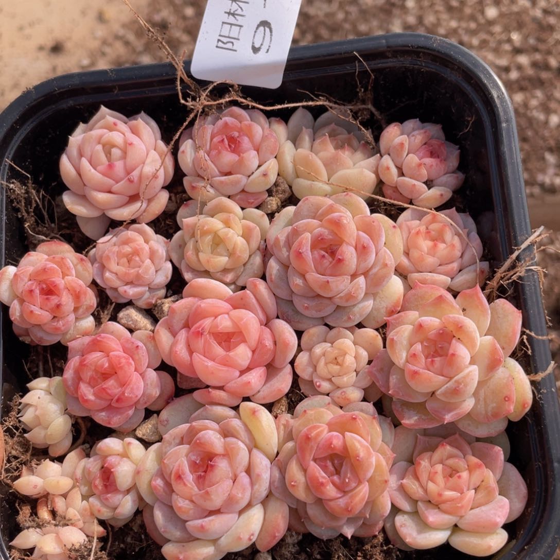 多肉植物多肉植物918