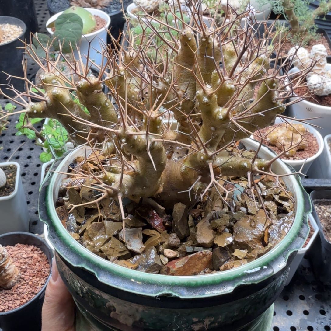 黑鬼殿556仙人掌握