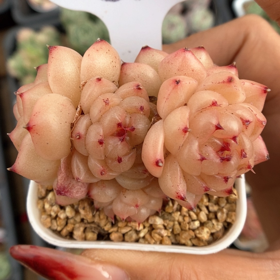 润玉珍妮群生844号