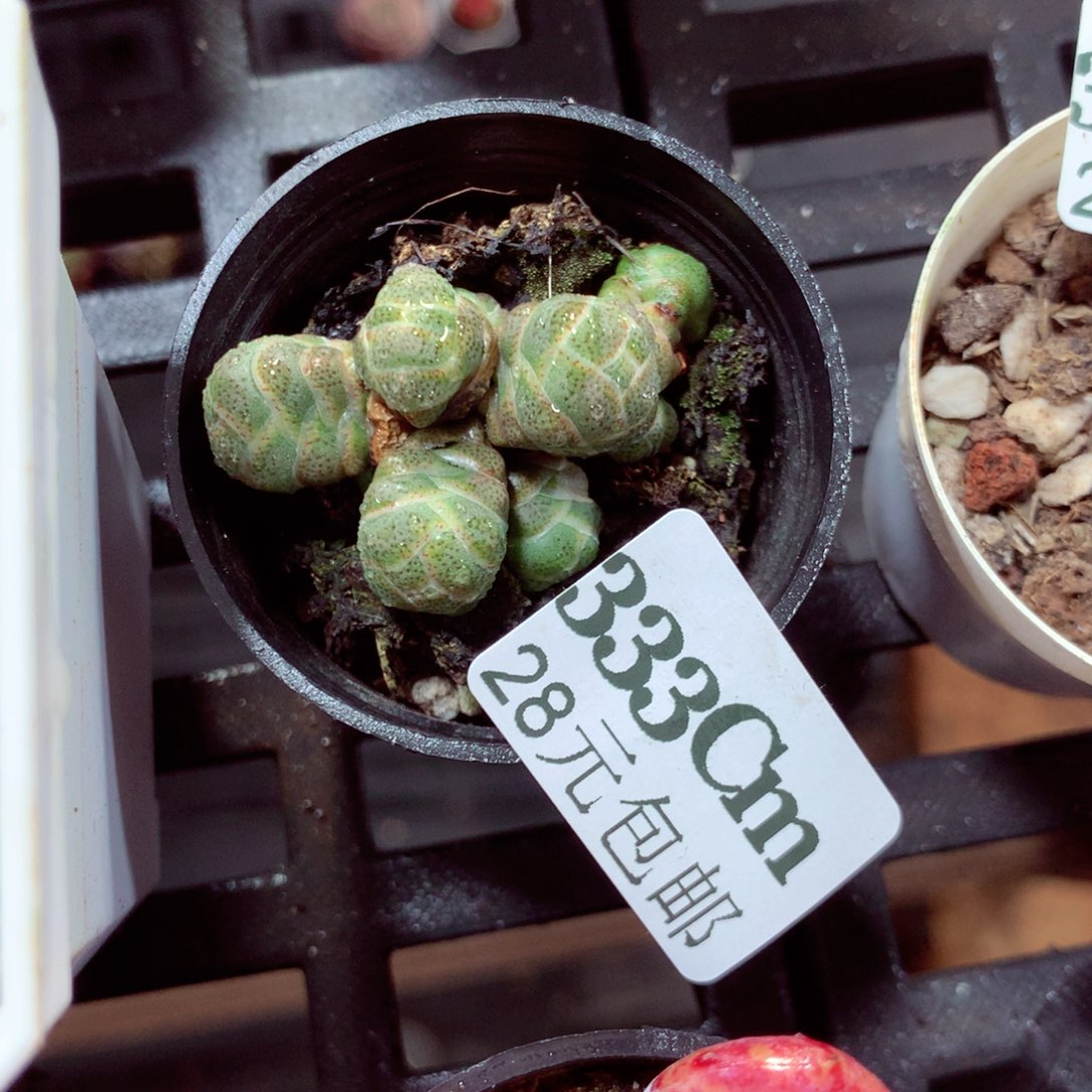 5厘米盆精控多肉333