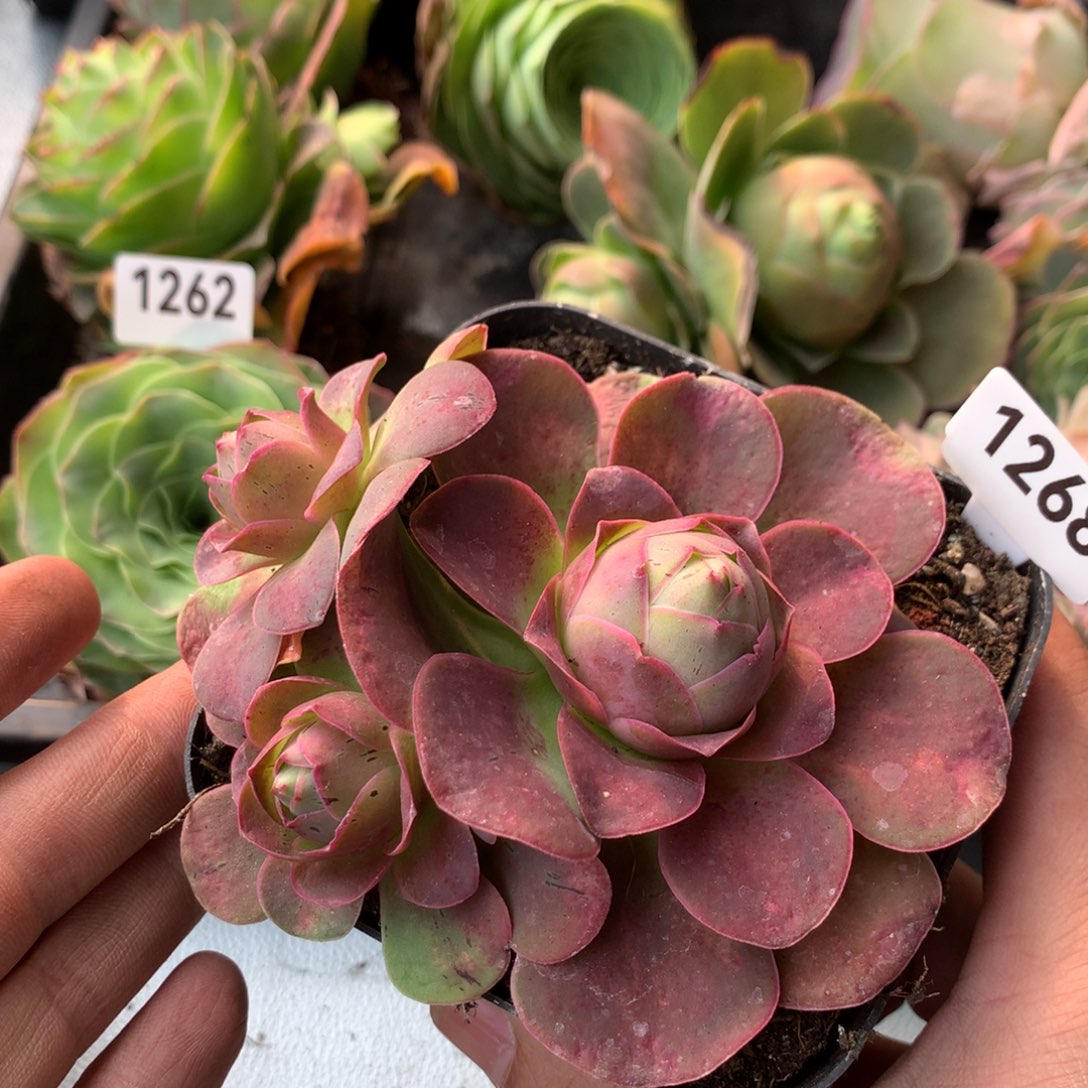 紫帕1268山地玫瑰一